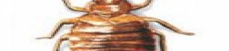 Cimici da letto: forma, struttura e disinfestazione
