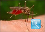 Le tecniche antizanzare: come combattere efficacemente le zanzare 