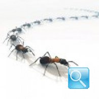 Come eliminare le formiche in casa-tecniche risolutive