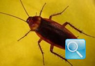 Invasione scarafaggi in casa: come eliminarli